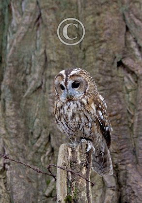 Tawny Owl 2